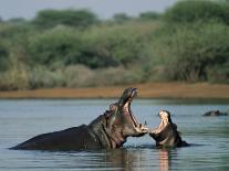 Common Hippopotamuses (Hippos), Hippopotamus Amphibius, Yawning, Kruger National Park, South Africa-Ann & Steve Toon-Photographic Print