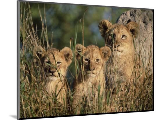 Photographic Print, , large