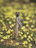 Meerkats (Suricata Suricatta) Standing Alert, Kgalagadi Transfrontier Park, Northern Cape-Ann & Steve Toon-Photographic Print