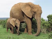 Mother and Calf, African Elephant (Loxodonta Africana) Addo National Park, South Africa, Africa-Ann & Steve Toon-Photographic Print