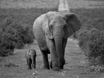Mother and Calf, African Elephant (Loxodonta Africana), Addo National Park, South Africa, Africa-Ann & Steve Toon-Photographic Print