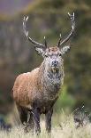 Red deer stag (Cervus elaphus), Arran, Scotland, United Kingdom, Europe-Ann&Steve Toon-Stretched Canvas