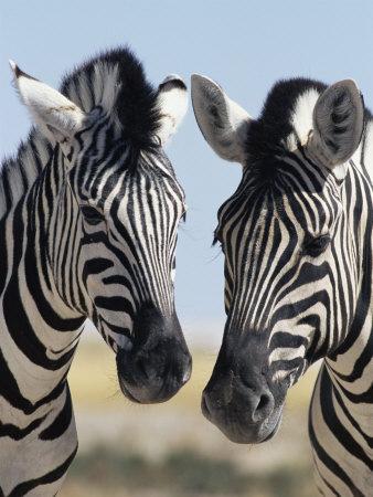 Two Burchell's Zebra, Equus Burchelli, Etosha National Park, Namibia, Africa