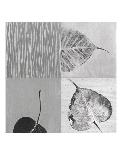 Leaf Quad-Anna Becker-Art Print