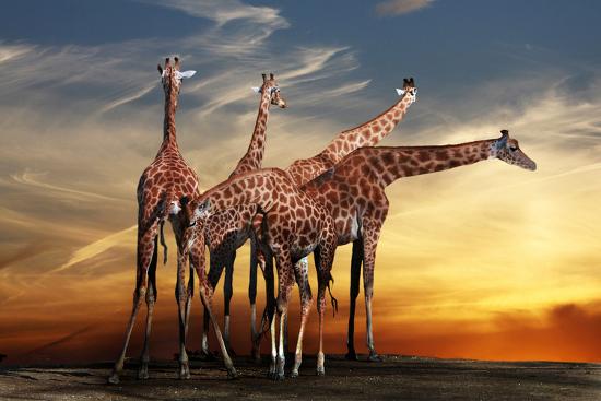 Photographic Print, , large