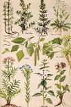 Healing Plants 1904 Pl.2-Anna Fischer-Duckelmann-Framed Stretched Canvas