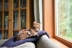 Boxer Mix Dog Laying on Gray Sofa at Home Looking in Window-Anna Hoychuk-Photographic Print