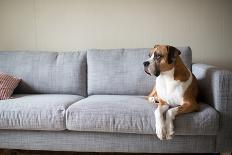 Boxer Mix Dog Laying on Gray Sofa at Home Looking in Window-Anna Hoychuk-Photographic Print