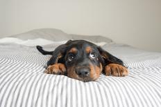 Cute Rottweiler Mix Puppy Sleeping on Striped White and Gray Sheets on Human Bed Looking at Camera-Anna Hoychuk-Framed Photographic Print