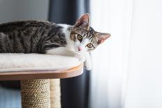 Cute Tabby Kitten Relaxing on Top of Cat Tree-Anna Hoychuk-Photographic Print