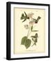 Anna Hummingbird-John James Audubon-Framed Giclee Print