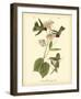 Anna Hummingbird-John James Audubon-Framed Giclee Print