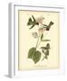 Anna Hummingbird-John James Audubon-Framed Giclee Print