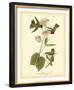 Anna Hummingbird-John James Audubon-Framed Art Print
