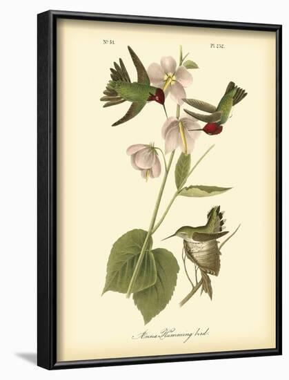 Anna Hummingbird-John James Audubon-Framed Art Print