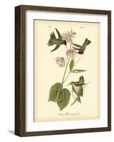 Anna Hummingbird-John James Audubon-Framed Art Print