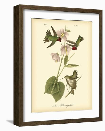 Anna Hummingbird-John James Audubon-Framed Art Print