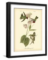 Anna Hummingbird-John James Audubon-Framed Art Print