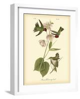 Anna Hummingbird-John James Audubon-Framed Art Print