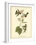 Anna Hummingbird-John James Audubon-Framed Art Print