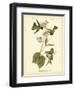 Anna Hummingbird-John James Audubon-Framed Art Print