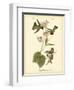 Anna Hummingbird-John James Audubon-Framed Art Print