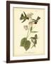 Anna Hummingbird-John James Audubon-Framed Art Print