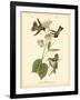 Anna Hummingbird-John James Audubon-Framed Art Print