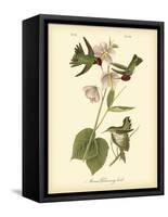 Anna Hummingbird-John James Audubon-Framed Stretched Canvas