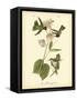 Anna Hummingbird-John James Audubon-Framed Stretched Canvas