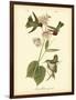 Anna Hummingbird-John James Audubon-Framed Art Print