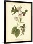 Anna Hummingbird-John James Audubon-Framed Art Print