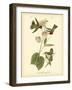 Anna Hummingbird-John James Audubon-Framed Art Print