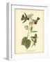 Anna Hummingbird-John James Audubon-Framed Art Print