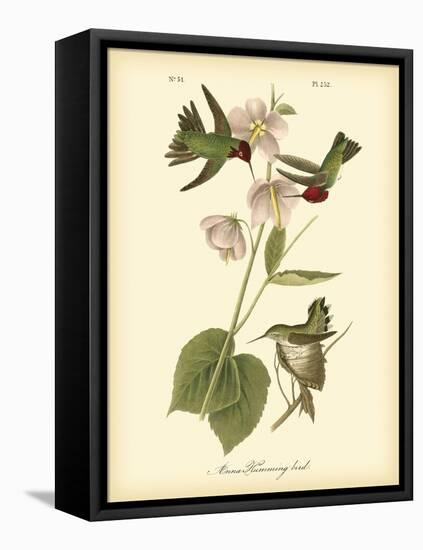 Anna Hummingbird-John James Audubon-Framed Stretched Canvas