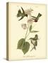 Anna Hummingbird-John James Audubon-Stretched Canvas