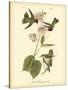 Anna Hummingbird-John James Audubon-Stretched Canvas