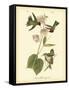 Anna Hummingbird-John James Audubon-Framed Stretched Canvas
