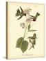 Anna Hummingbird-John James Audubon-Stretched Canvas