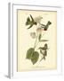 Anna Hummingbird-John James Audubon-Framed Art Print