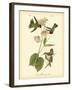 Anna Hummingbird-John James Audubon-Framed Art Print