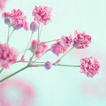 Closeup of Pink Baby's Breath Flowers-Anna-Mari West-Photographic Print