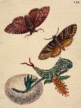 Salix viminalis mit Falter, Raupe und Kokon des Großen Gabelschwanz Cerula vinula-Anna Maria Sibylla Merian-Giclee Print