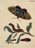 Salix viminalis mit Falter, Raupe und Kokon des Großen Gabelschwanz Cerula vinula-Anna Maria Sibylla Merian-Giclee Print