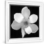 Gramercy White