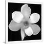 Gramercy White