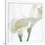 Gramercy White