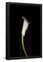 Essential Black