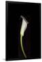 Gramercy Black