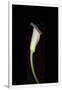 Gramercy White